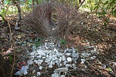 Great Bowerbird